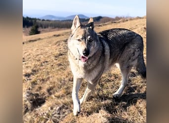 Odin - liebt lange Spaziergänge&Kopfarbeit