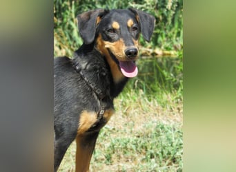 Petya – vom Straßenhund zum Familienhund?