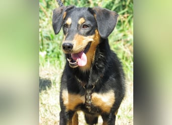 Petya – vom Straßenhund zum Familienhund?