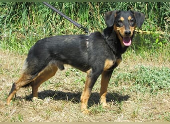 Petya – vom Straßenhund zum Familienhund?