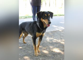 Petya – vom Straßenhund zum Familienhund?
