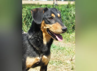Petya – vom Straßenhund zum Familienhund?