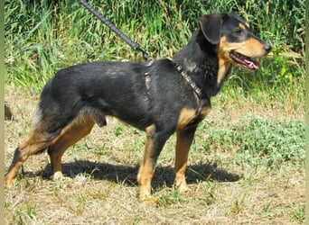 Petya – vom Straßenhund zum Familienhund?