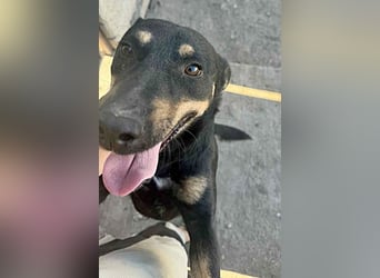 Tziganu, sehr freundlich und lieb