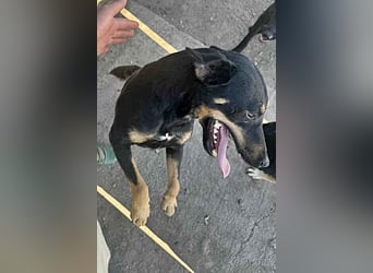 Tziganu, sehr freundlich und lieb