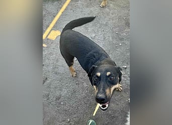 Tziganu, sehr freundlich und lieb