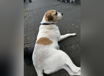 Lilly eine aktive ältere Hündin mit Seele