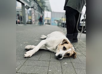 Lilly eine aktive ältere Hündin mit Seele