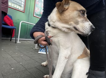 Lilly eine aktive ältere Hündin mit Seele