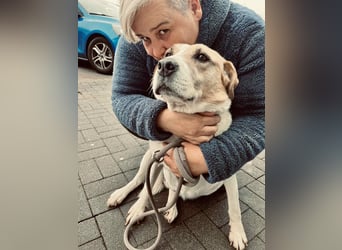 Lilly eine aktive ältere Hündin mit Seele