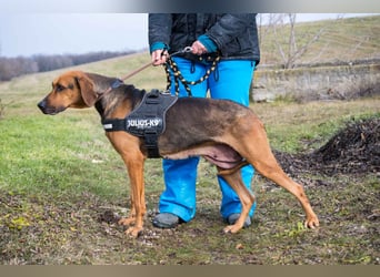Tara-SI – Liebevolle Hundedame sucht ihr Für-Immer-Zuhause