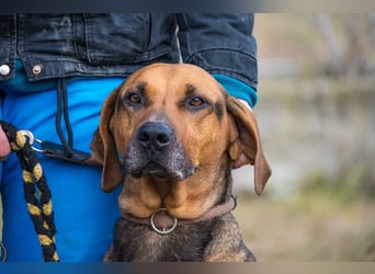 Tara-SI – Liebevolle Hundedame sucht ihr Für-Immer-Zuhause