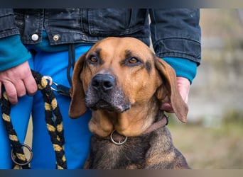 Tara-SI – Liebevolle Hundedame sucht ihr Für-Immer-Zuhause