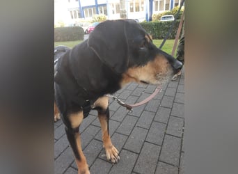 Belinda auf Pflegestelle in 45659 Recklinghausen