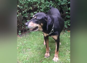 Belinda auf Pflegestelle in 45659 Recklinghausen