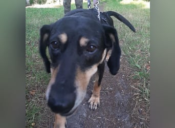 Belinda auf Pflegestelle in 45659 Recklinghausen