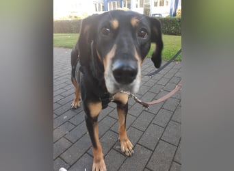 Belinda auf Pflegestelle in 45659 Recklinghausen