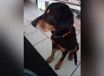 Belinda auf Pflegestelle in 45659 Recklinghausen