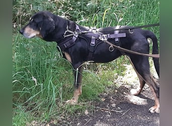 Belinda auf Pflegestelle in 45659 Recklinghausen