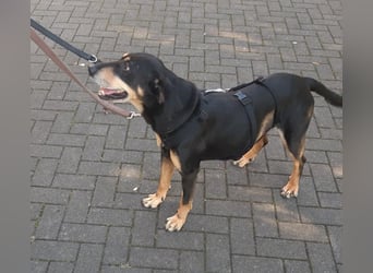 Belinda auf Pflegestelle in 45659 Recklinghausen