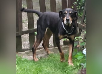 Belinda auf Pflegestelle in 45659 Recklinghausen