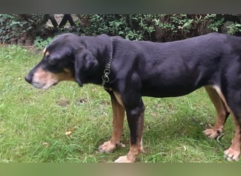 Belinda auf Pflegestelle in 45659 Recklinghausen