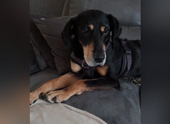 Belinda auf Pflegestelle in 45659 Recklinghausen