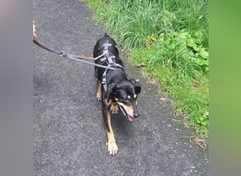 Belinda auf Pflegestelle in 45659 Recklinghausen