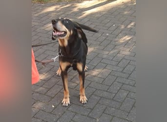 Belinda auf Pflegestelle in 45659 Recklinghausen