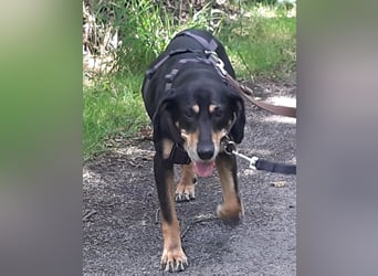 Belinda auf Pflegestelle in 45659 Recklinghausen