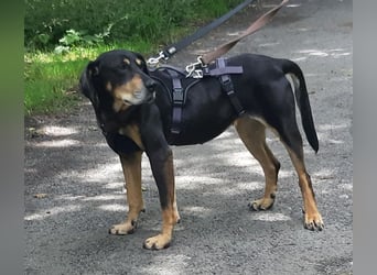 Belinda auf Pflegestelle in 45659 Recklinghausen