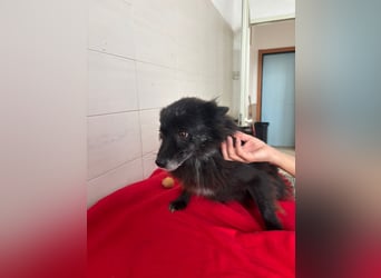 SPILLO – leise Hoffnung auf ein liebevolles Zuhause