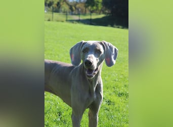 charmanter Cooper