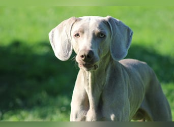 charmanter Cooper