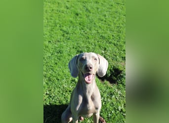 charmanter Cooper