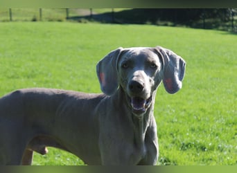 charmanter Cooper
