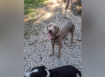 HUGO ca. 3 J. Weimaranerrüde sucht, menschenbezogen, aktiv