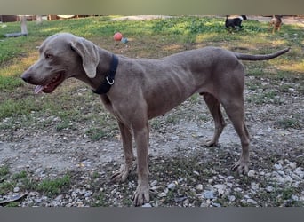 HUGO ca. 3 J. Weimaranerrüde sucht, menschenbezogen, aktiv