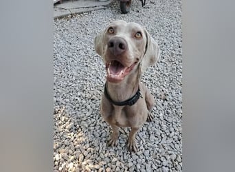 HUGO ca. 3 J. Weimaranerrüde sucht, menschenbezogen, aktiv