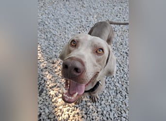 HUGO ca. 3 J. Weimaranerrüde sucht, menschenbezogen, aktiv