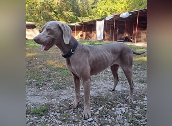 HUGO ca. 3 J. Weimaranerrüde sucht, menschenbezogen, aktiv