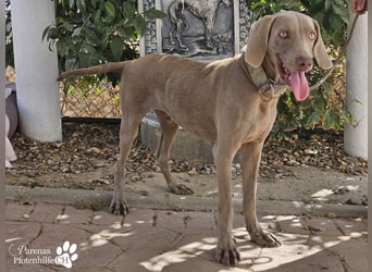 Homer, jung, charmant, verschmust, intelligent- einfach ein Traum