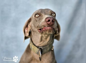 Homer, jung, charmant, verschmust, intelligent- einfach ein Traum