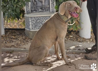 Homer, jung, charmant, verschmust, intelligent- einfach ein Traum