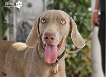 Homer, jung, charmant, verschmust, intelligent- einfach ein Traum