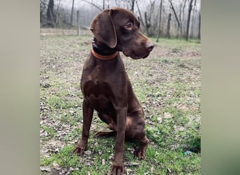 Rocky2 - Liebevolles Kraftpaket auf der Suche nach Führung