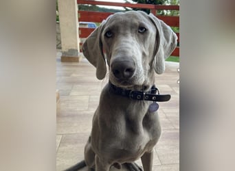 Füge – sensibler Weimaraner mit Bindungswunsch sucht sein Zuhause