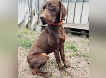 Rocky2 - Liebevolles Kraftpaket auf der Suche nach Führung