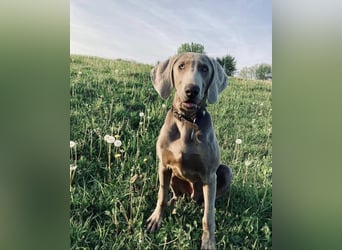 Füge – sensibler Weimaraner mit Bindungswunsch sucht sein Zuhause