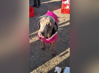 Füge – sensibler Weimaraner mit Bindungswunsch sucht sein Zuhause